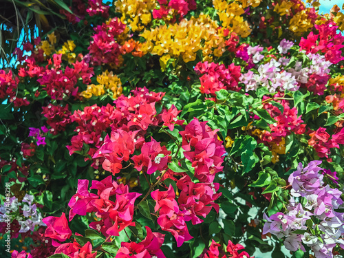 Colorful of Bougainvillea spectabilis (great bougainvillea) flowers. The beautiful multicolored of bougainvillea flowers planted in the garden. Nature background. Bougainvillea flower, Paper flower.