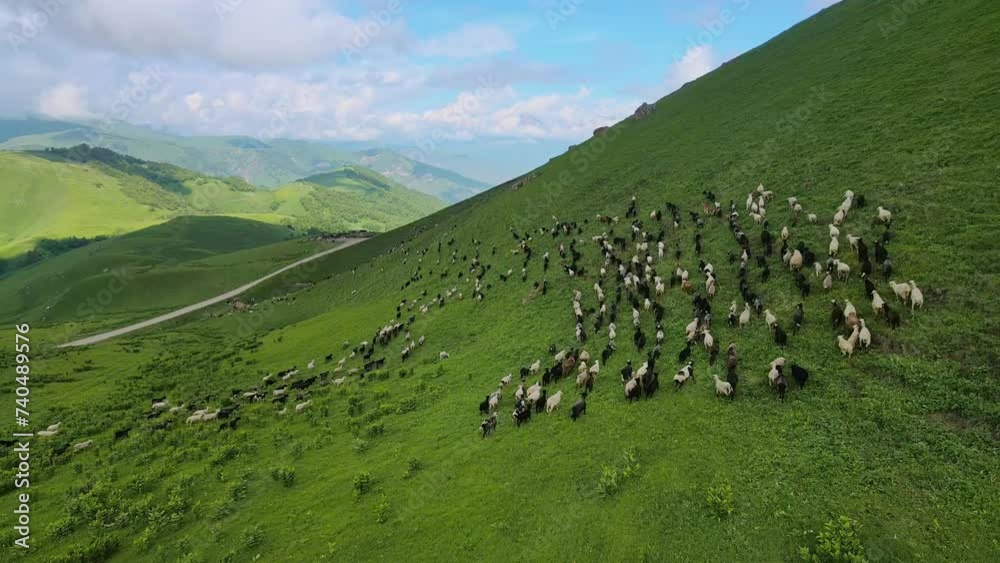 Vidéo Stock Flock of sheep runs through green Actoprak pass aerial view ...