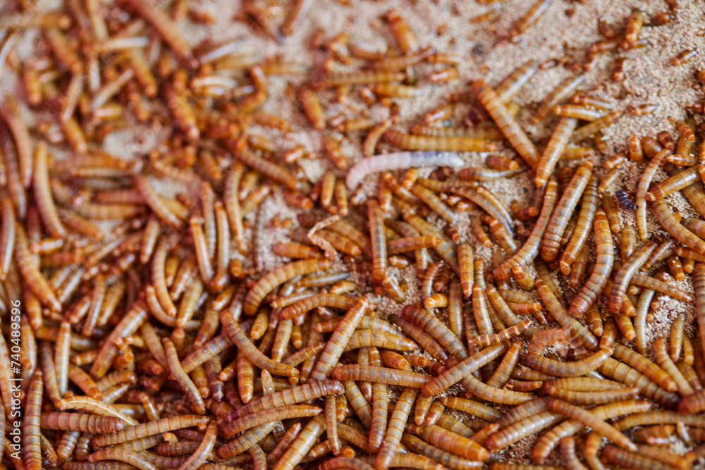 Close-up of Mealworm in container