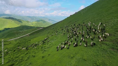 Flock of sheep runs through green Actoprak pass aerial view natural beauty tranquility Sheep flock in majestic mountains beauty serene. Flock of sheep symbol of unspoiled wilderness serenity calm.