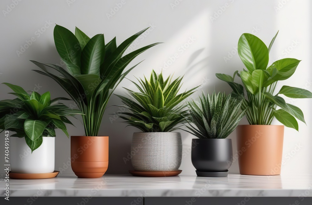 Obraz premium Different houseplants on counters near light wall -