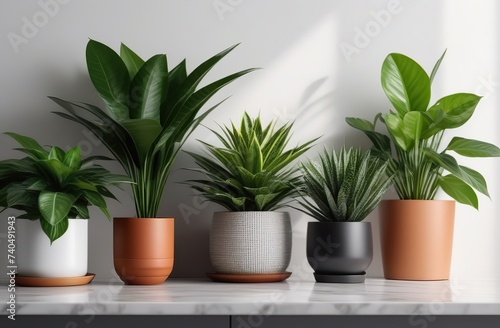Different houseplants on counters near light wall -