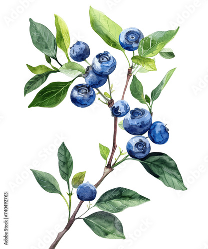 botanical blueberry illustration - 1