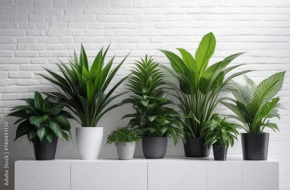 Fototapeta premium Composition of green houseplants on a white wall 