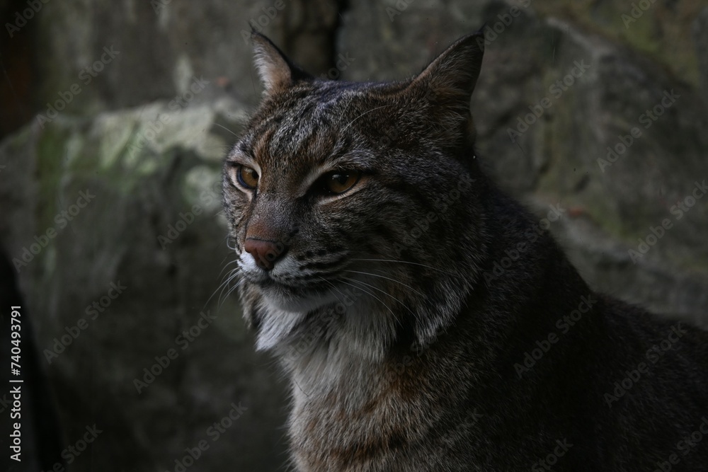 Lynx in a zoo deep thinking