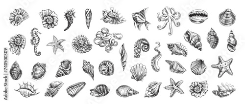 Seashells, octopus, fish, starfish, seahorses, ammonite vector set. Hand drawn sketch illustration. Collection of realistic sketches of various ocean creatures isolated on white background. photo