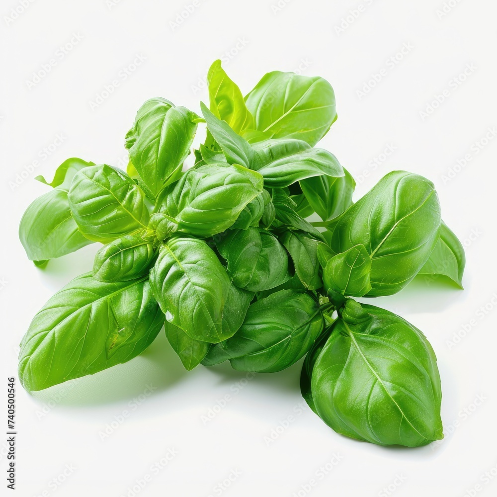 Sweet basil herb leaves bunch isolated on white background - obrazy, fototapety, plakaty 