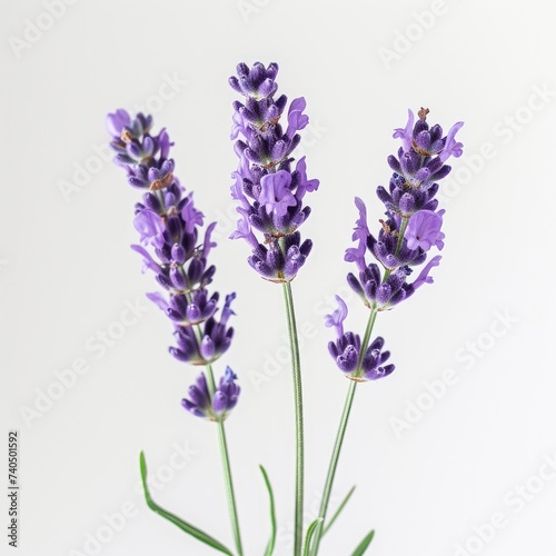 lavender flower white background isolated