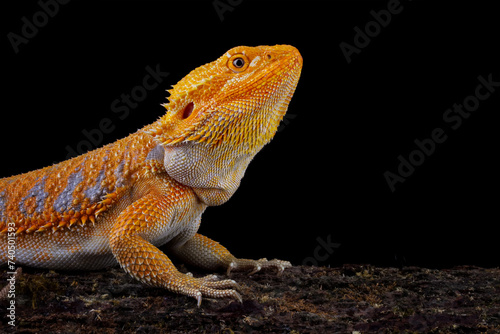 close-up of bearded dragon red hypo, the whole body of the lizard, bearded dragon lizard, Pogona mitchelli photo