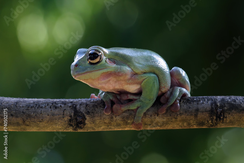 Green tree frog on a branch, dumpy frog 