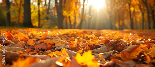 A cluster of fallen leaves lays on the forest floor under the sunlight filtering through the trees  casting amber and orange tints on the natural landscape
