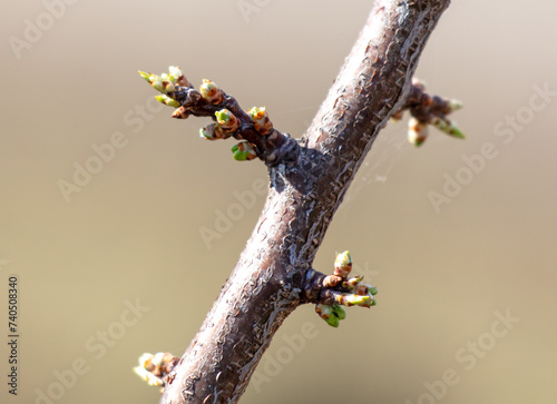 Swollen plum buds on a branch in spring. Macro