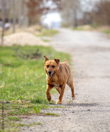 A red dog runs across the road