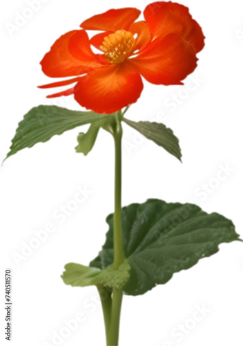 Begonia clipart. A cute Begonia flower icon. 