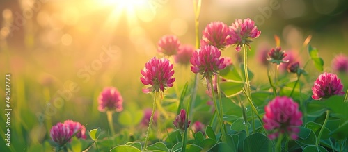 Beautiful pink flowers blooming under the warm sunlight in a vibrant garden setting