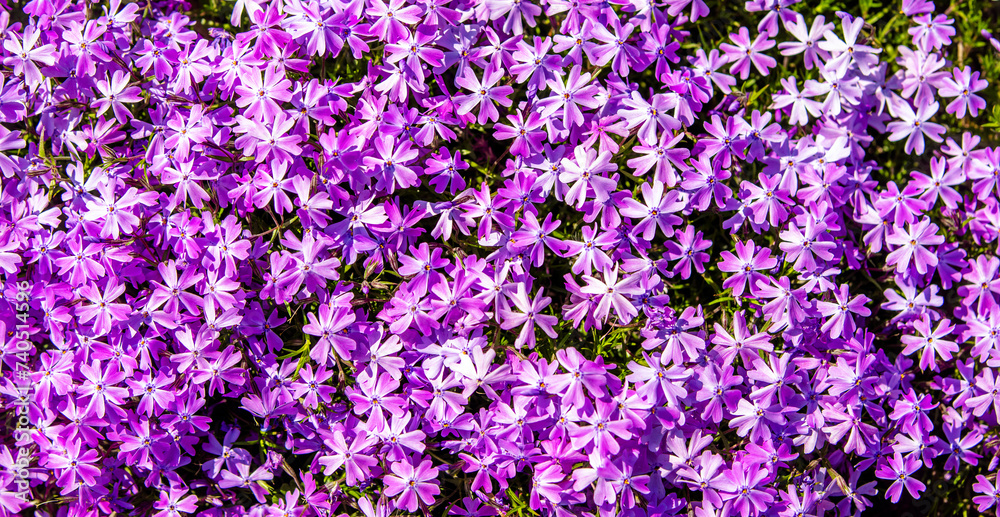 Natural background of small purple flowers Natural background of small purple flowers
