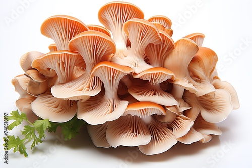 close up a Oyster mushrooms isolated on white background