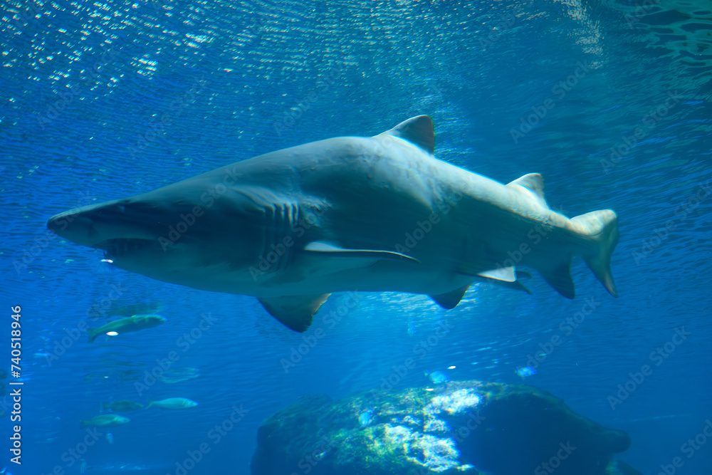 Fototapeta premium A tiger shark up close in the Palma de Mallorca aquarium