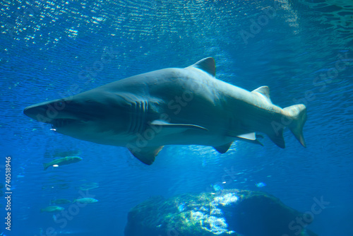 A tiger shark up close in the Palma de Mallorca aquarium