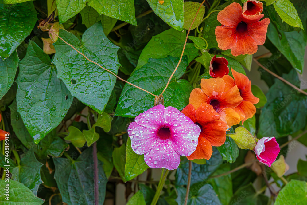 Colored flowers in the garden with water drops Colored flowers in the garden with water drops