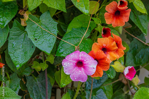 Colored flowers in the garden with water drops