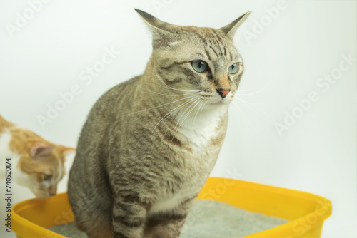 The excretion of cats is routine daily.