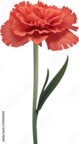 Carnation clipart. A cute Carnation flower icon.