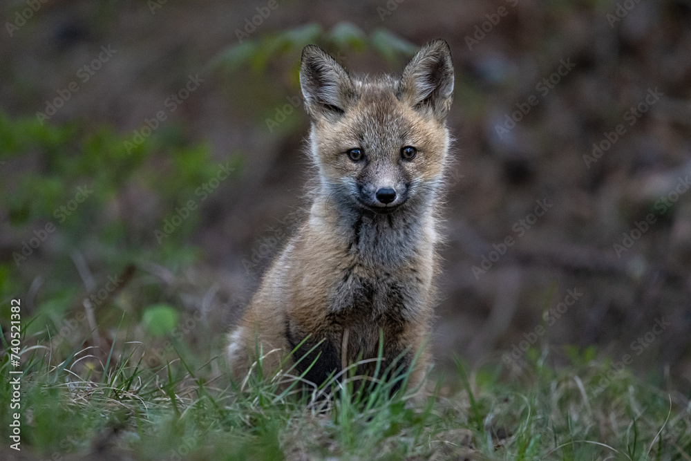 Fox Kit Posing For A Portrait