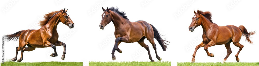 Obraz premium beautiful brown horse running on the grass collection isolated on transparent background