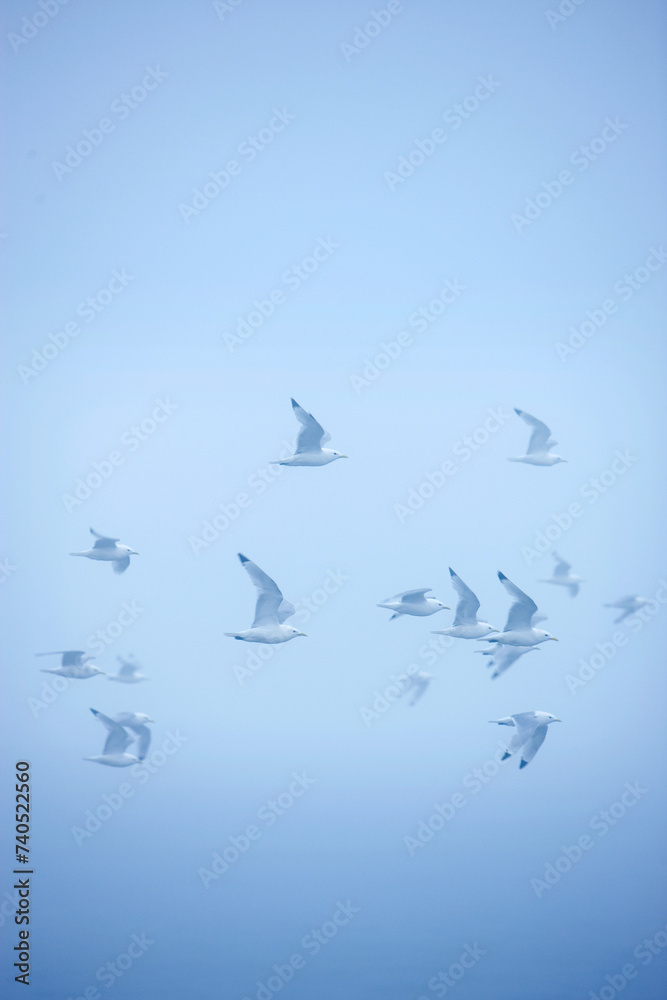 sea swallow flying in fog sea swallow flying in fog