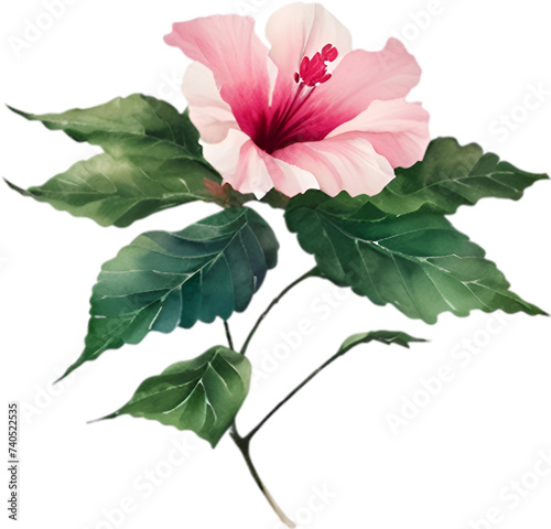 Chinese Hibiscus clipart. A cute Chinese Hibiscus flower icon. photo