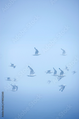 sea swallow flying in fog