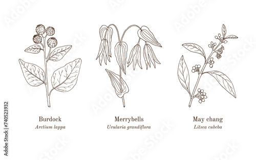 Collection of edible and medicinal plants