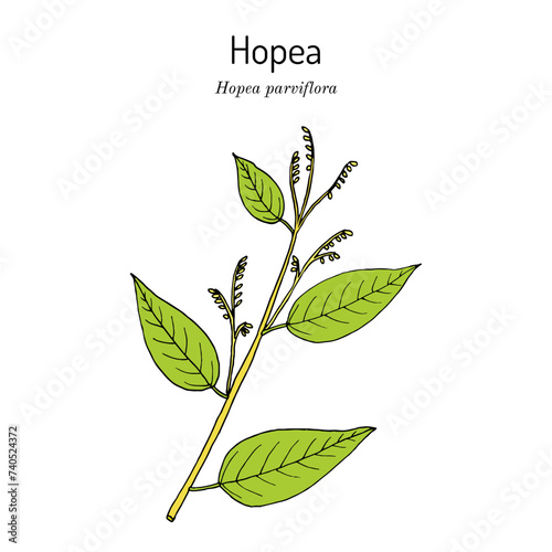 Hopea parviflora timber tree. Hand drawn botanical vector illustration
