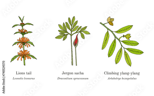Collection of edible and medicinal plants
