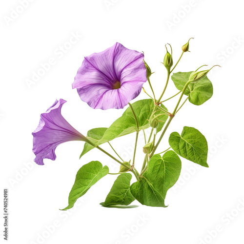 Morning Glory isolated on transparent background