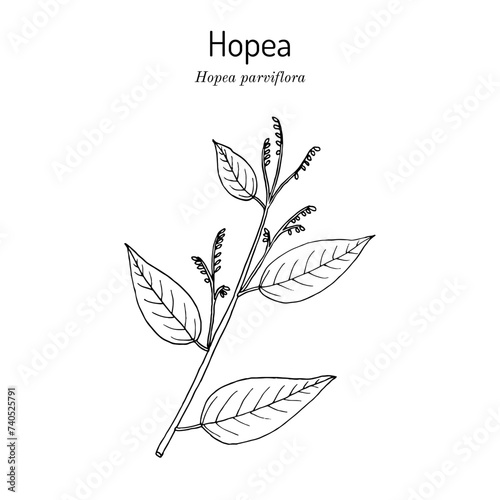Hopea parviflora timber tree. Hand drawn botanical vector illustration