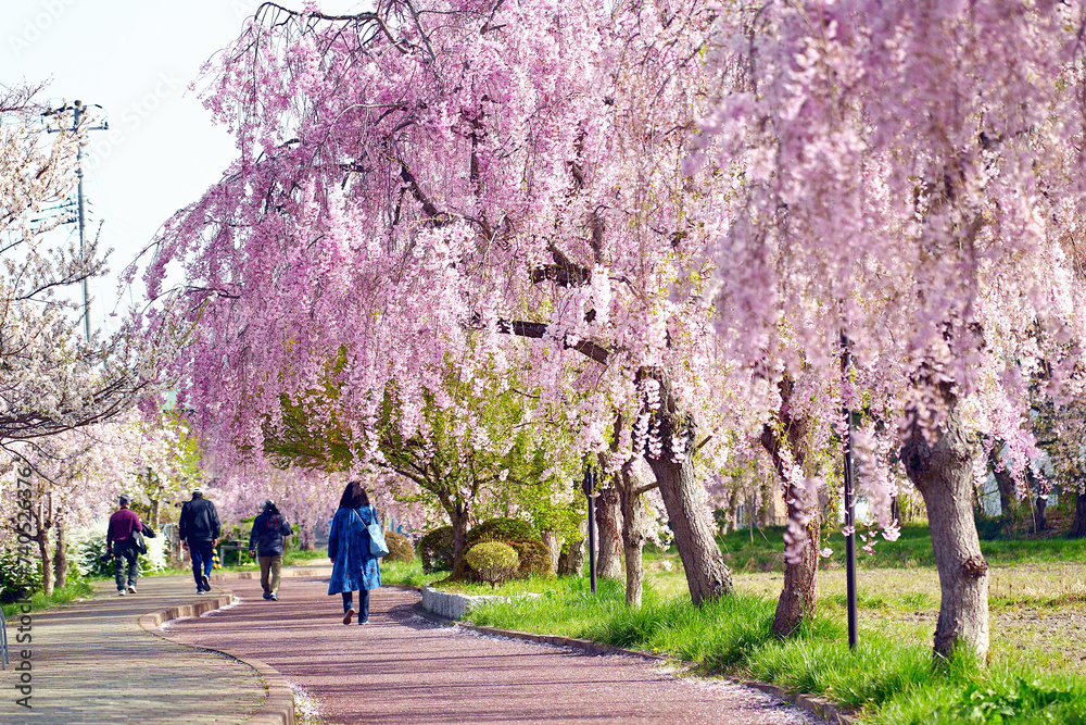 Walkway for viewing cherry blossoms in Kitakata of Fukushima, Japan. Walkway for viewing cherry blossoms in Kitakata of Fukushima, Japan.