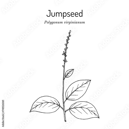 Jumpseed, or Virginia knotweed (Persicaria virginiana), ornamental and medicinal plant. photo