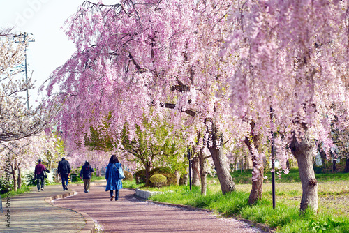 Walkway for viewing cherry blossoms in Kitakata of Fukushima, Japan. photo