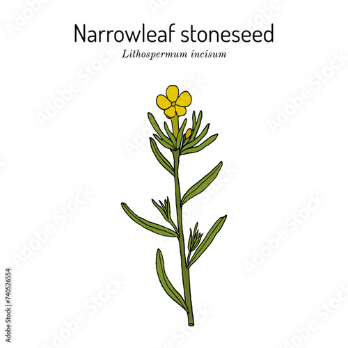 Narrowleaf stoneseed, or fringed puccoon (Lithospermum incisum), medicinal plant photo