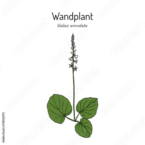 Wandplant, or wandflower (Galax urceolata ), ornamental and medicinal plant