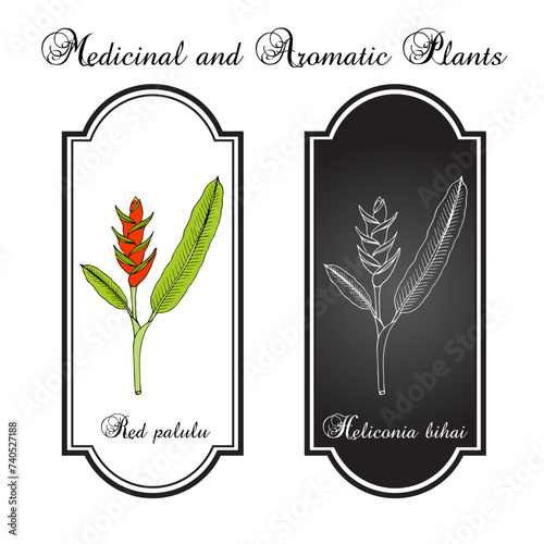 Red palulu (Heliconia bihai), ornamental and medicinal plant photo