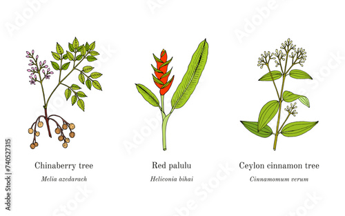 Collection of edible and medicinal plants