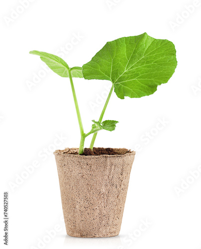 Eco-friendly disposable cardboard pot with green pumpkin sprouts. isolated on a white background.