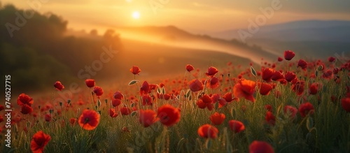 The horizon is painted with the hues of a setting sun, casting a warm glow over the field of red flowers in this natural landscape