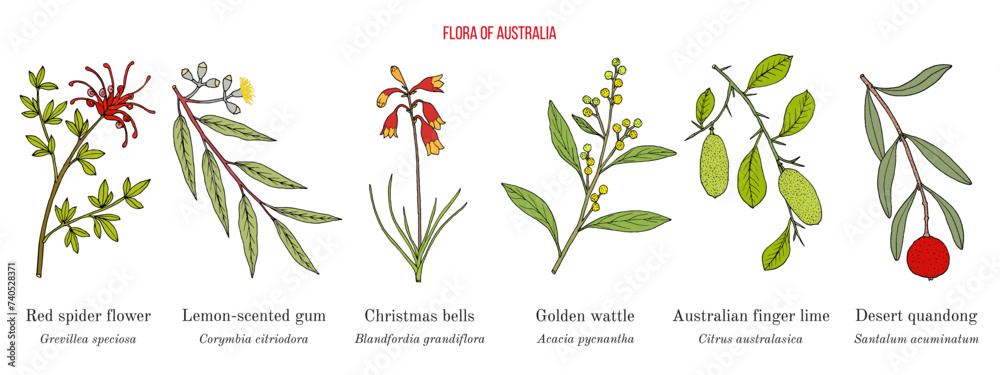 Flora of Australia, collection on native australian plants - obrazy, fototapety, plakaty 