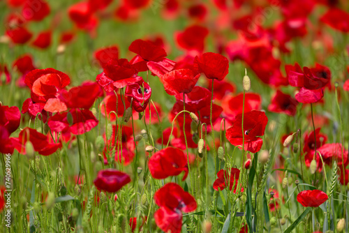 Blooming poppy field detail, close-up with blurred red background, green furry sharp plant stems. Fresh flowers in the sunlight, spring gaiety, happiness. © zozzzzo