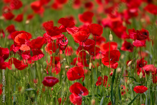 Blooming poppy field detail, close-up with blurred red background, green furry sharp plant stems. Fresh flowers in the sunlight, spring gaiety, happiness.