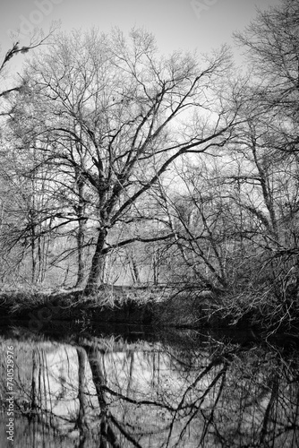 Kahler Baum am Wasser, reflektiert sich im Wasser, Winter im Naturschutzgebiet, Schwarz weiß Foto